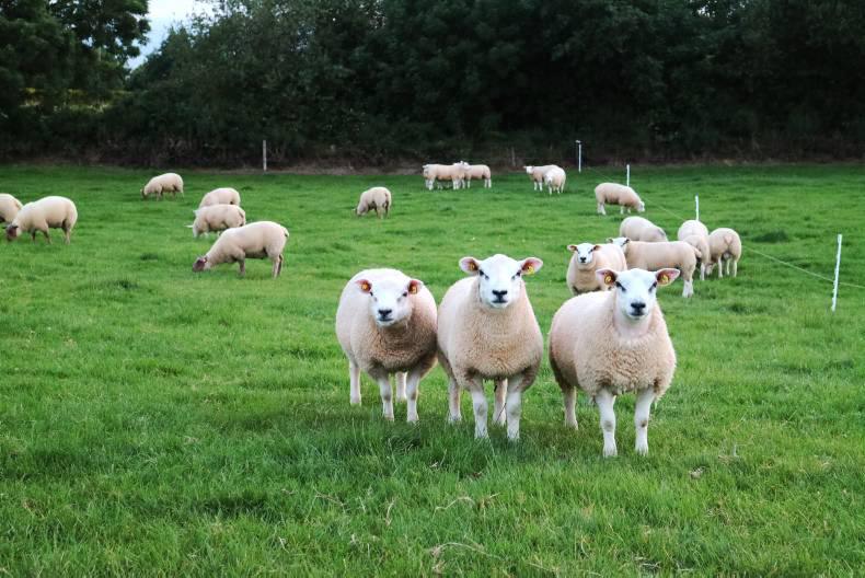 Ewe flock increases 82,637 in 2015