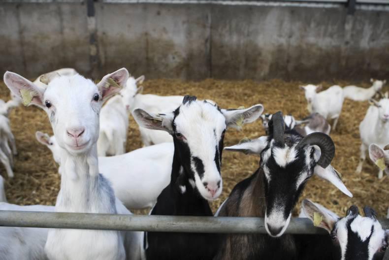 Goat numbers over-calculated and reducing