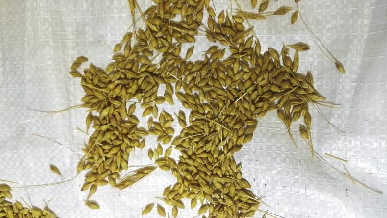 Combine settings can reduce grain skinning