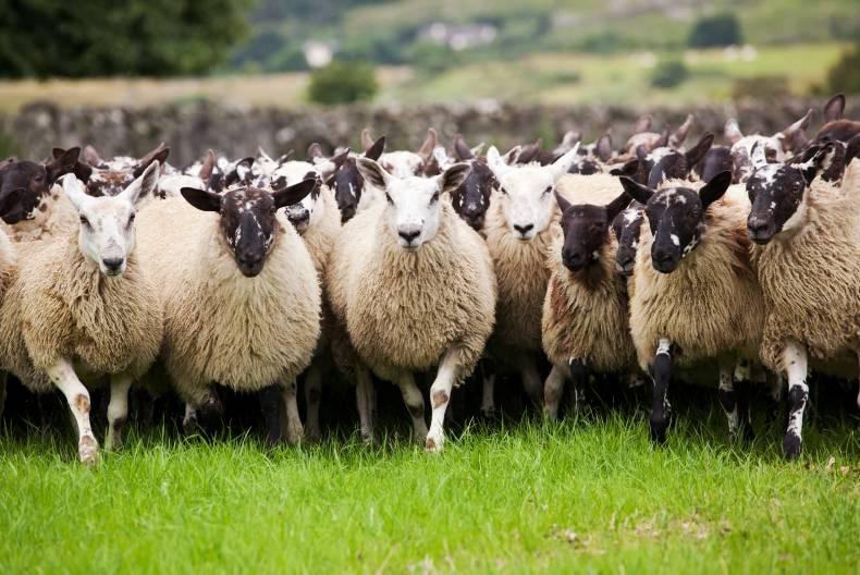 Over 100 sheep stolen in the UK in an overnight theft