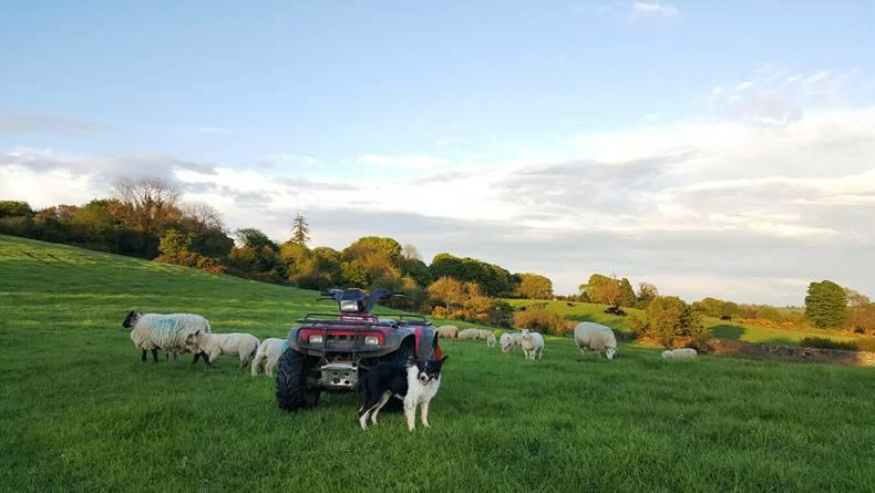 Farmer writes: sheep – a hardship after all?