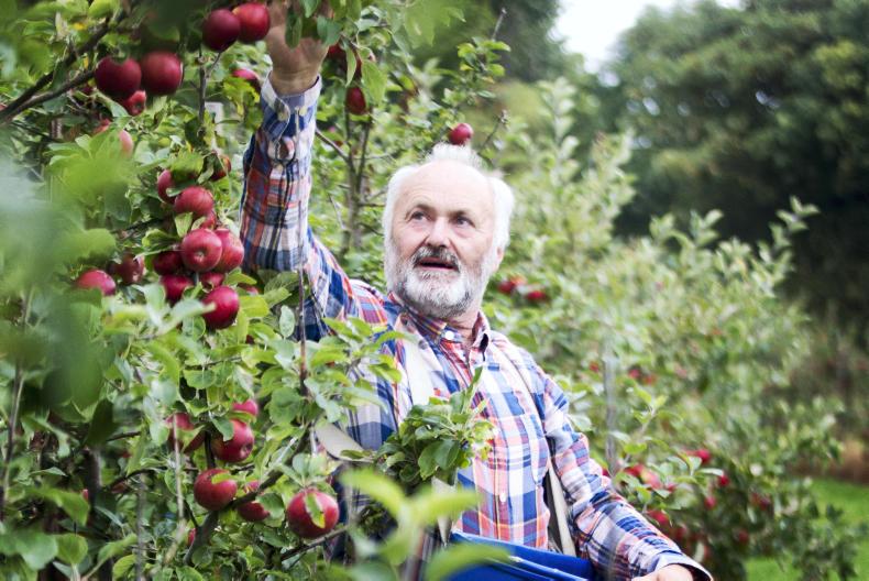 Feature: The apple of Gilbert’s eye