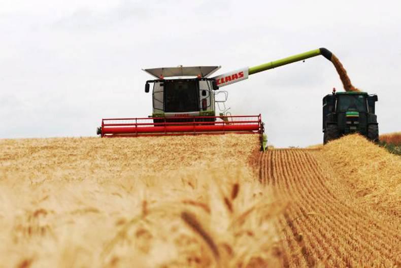 Grain market update: prices fluctuate ahead of WASDE report