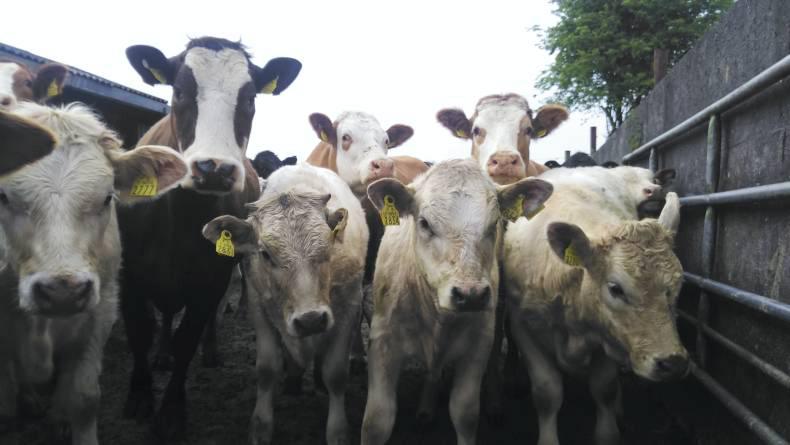 Jodie's blog: selecting bulls at Ballyhaise
