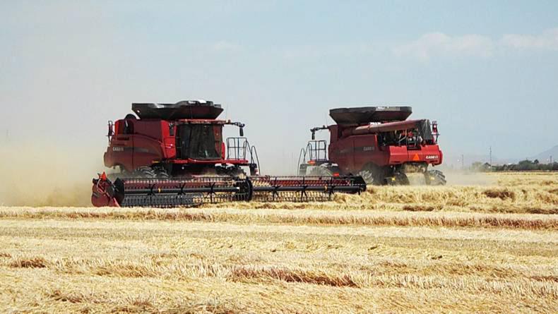 Global Focus: Assessing the global balance sheet for grain