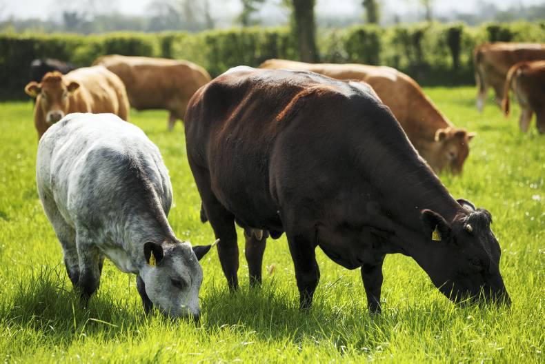 Live cattle exports down 25 in 2016 Premium