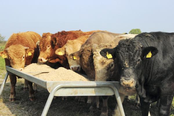 Irish cattle numbers lower than originally expected
