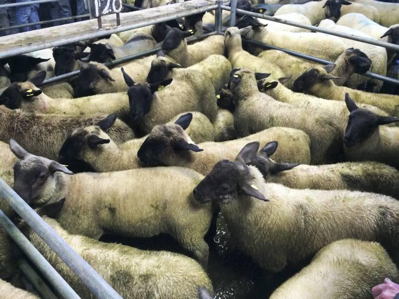 Breeding sales gaining intensity