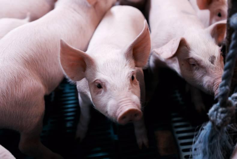Several factories increase pig prices