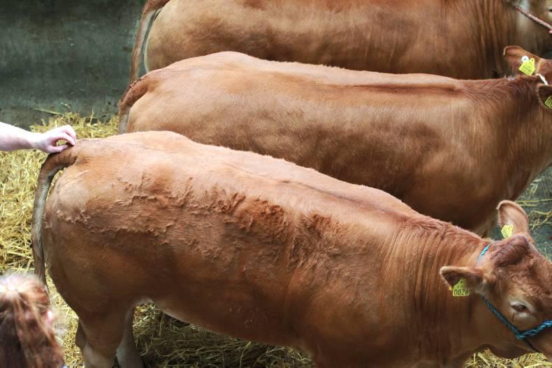 Benetifs of genetic improvement highlighted at Limousin congress