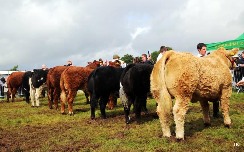 Commercial heifer claims All-Ireland suckler champion at Swinford show