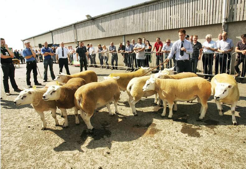 Texels sell to top of 3,800gns 