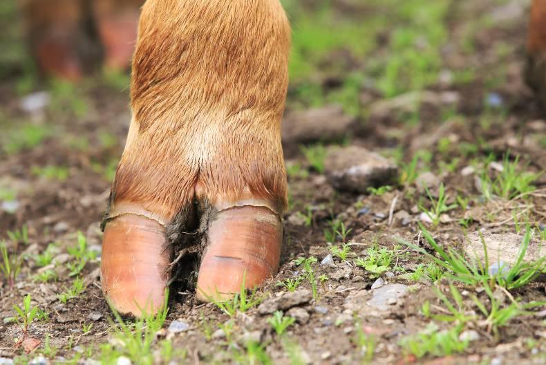 Monday beef trends: Balance of power swinging to producers