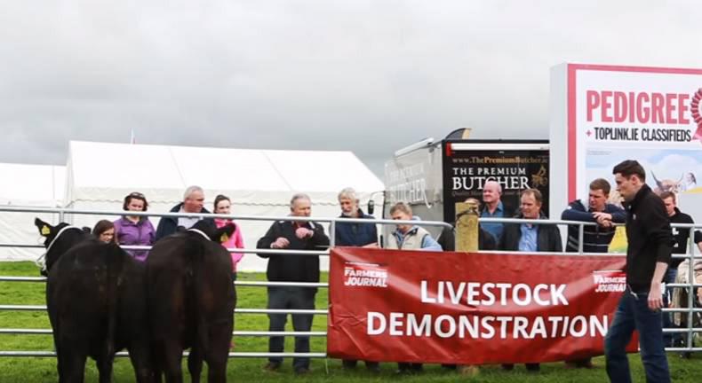 Watch: What judges look for in beef pedigree animals