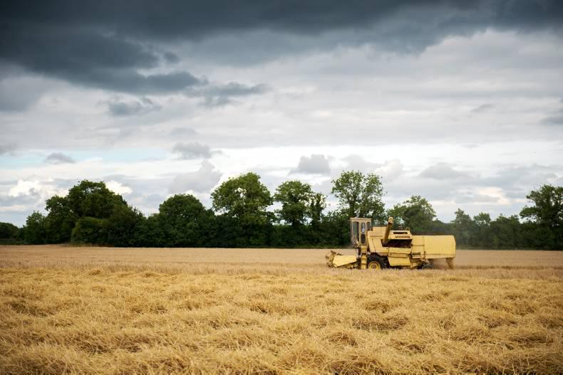 Winter barley growers set to lose €158/ha - IFA