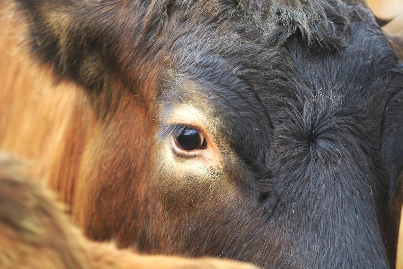 Fianna Fáil calls for BDGP to re-open immediately