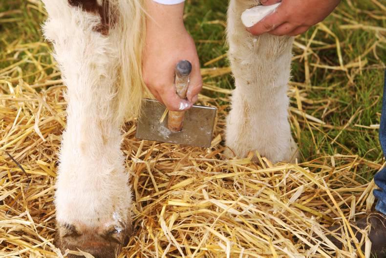 Department must pick up cost of broken BVD promise - IFA