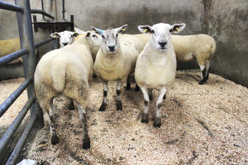 Mixed start for breeding sheep sales at Carndonagh Mart