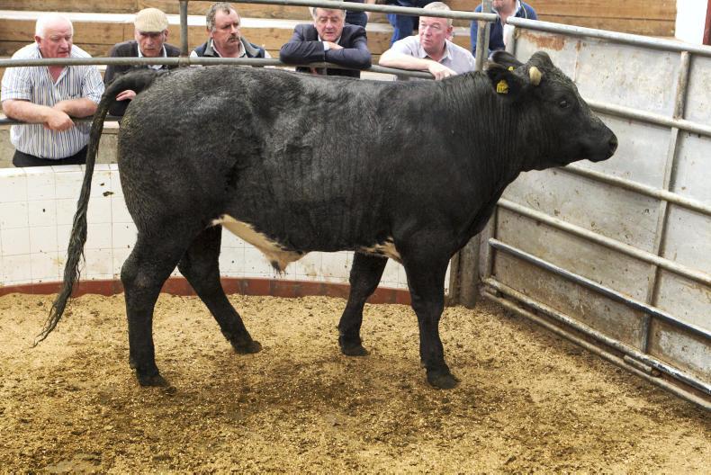 Forward and short keep cattle a great trade