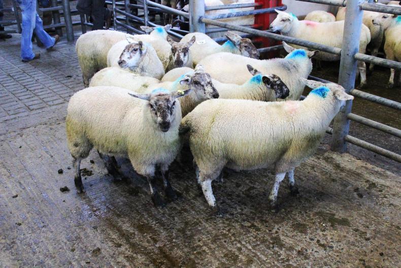 Sheep prices holding steady at marts