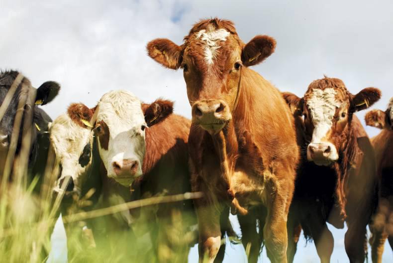 Oakdale Meats purchased by Loughall based Hewitt Meats