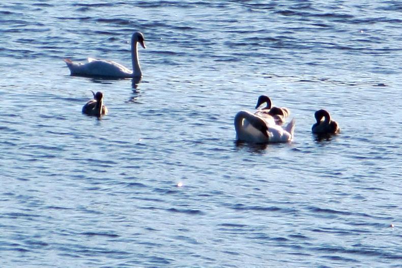 Farming with nature in mind: worrying about water shortages