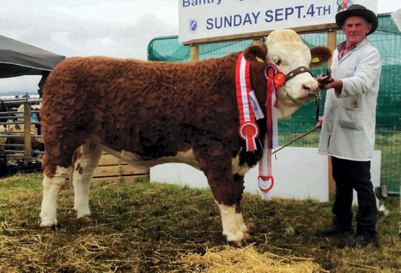 Simmentals shine at Bantry Show
