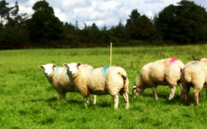 Farmer Writes: Levies and the art of politics