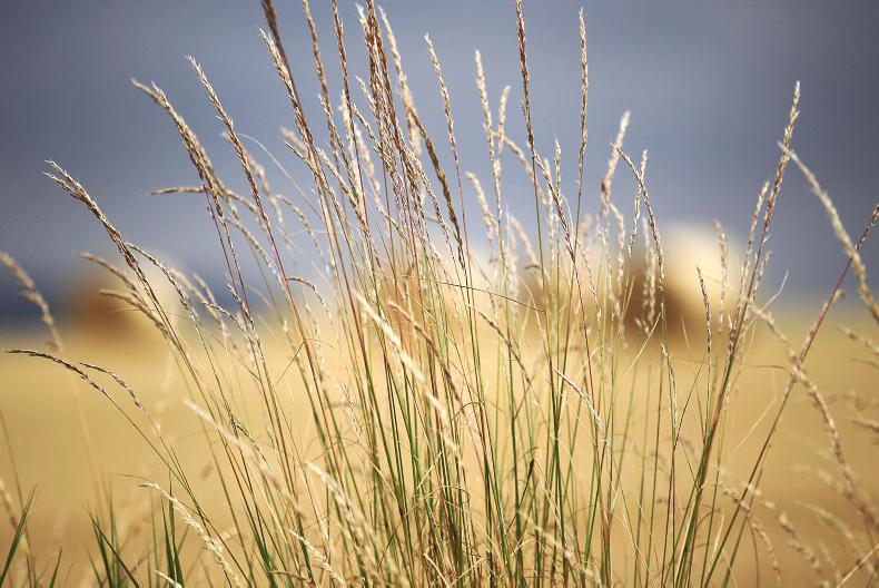 Straw yields down 20%         