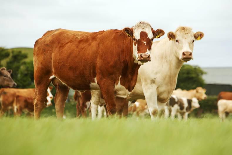 R3 heifer prices fall to fifth highest in EU             