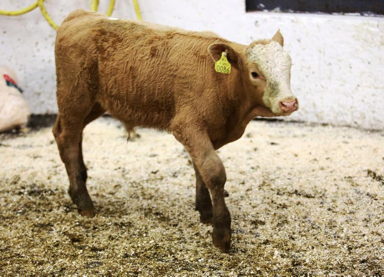 Farmers and exporters active in Castleisland