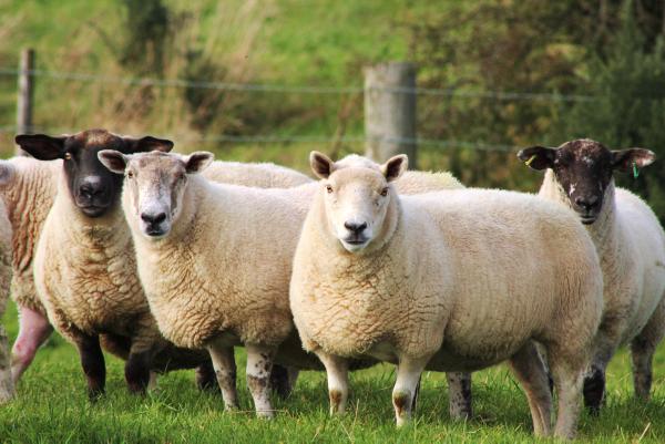 Highest weekly sheep kill of the year