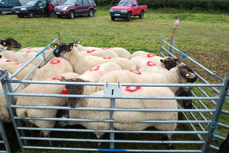 Cooley sheep sale prices and faces in the crowd