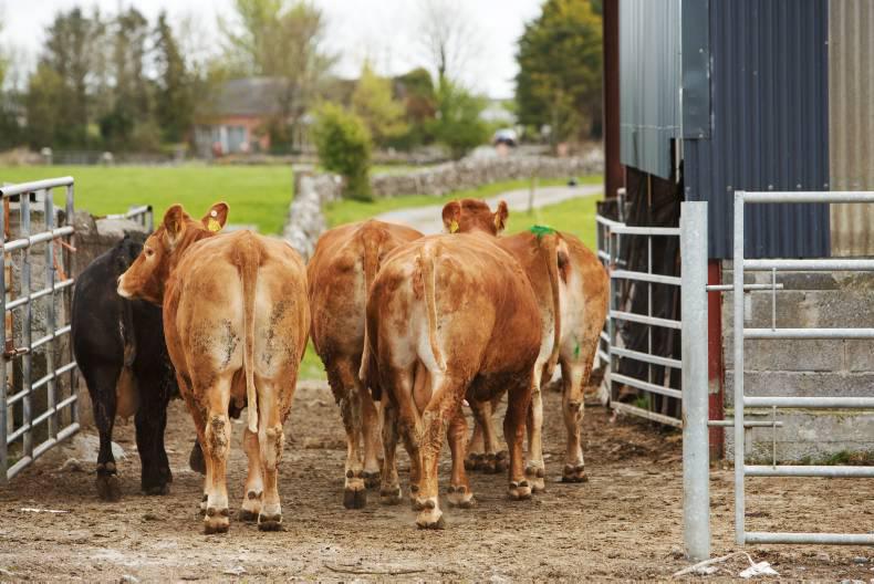 UFU wants EU adjustment aid used for animal health 