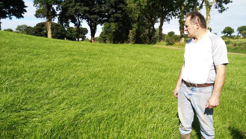 Tyrone wrestles with water while reseeds peep up in Down