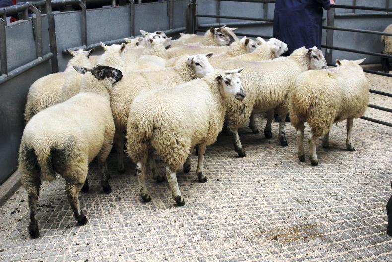 Sheep prices holding steady at marts    