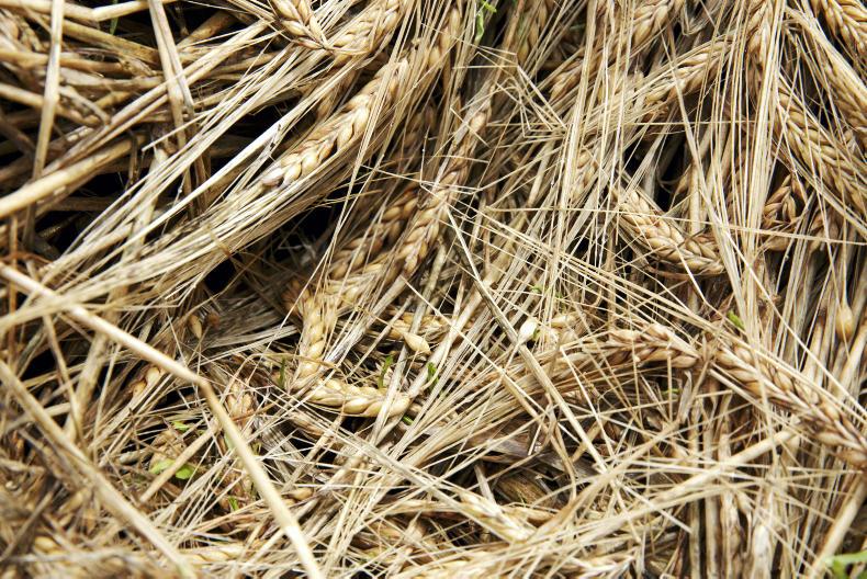 IFA calls for the establishment of a tillage forum