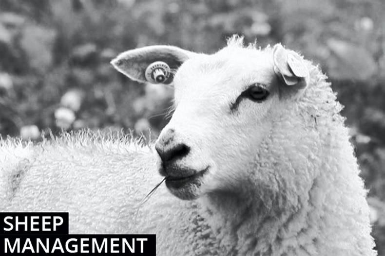 Sheep farming management notes