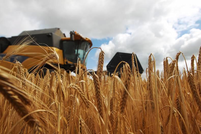 EU wheat export volumes set to fall sharply