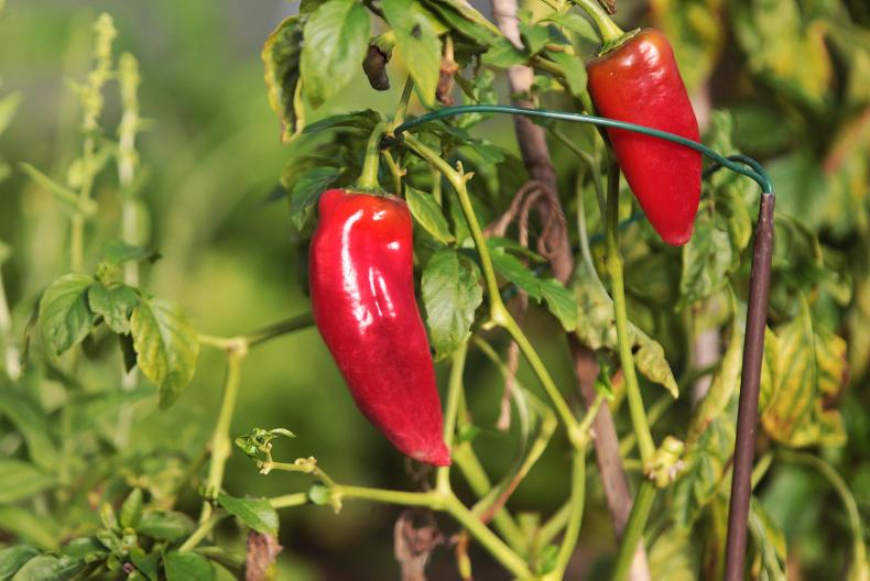 Field of dreams for Down Syndrome Cork