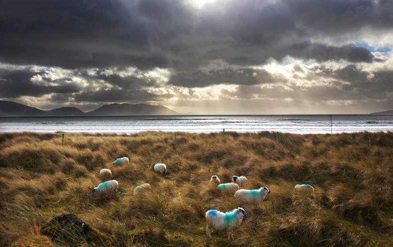 ANC payments to flow from Wednesday 