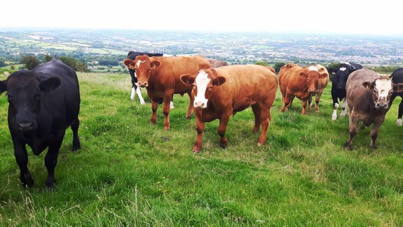 Processors offer clarity on beef specs