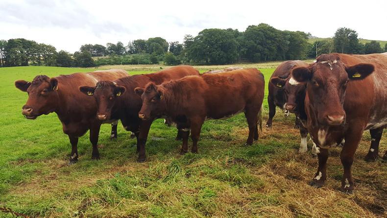 Farmer Writes: Study, strike and tattie scones