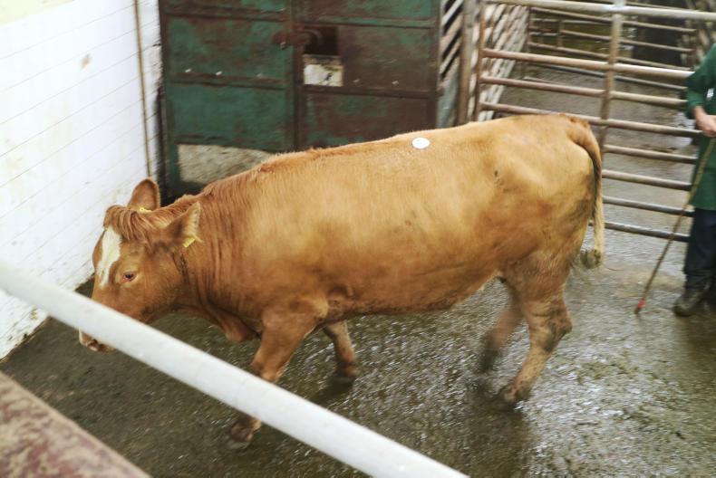 Weather hits cattle prices at Balla mart