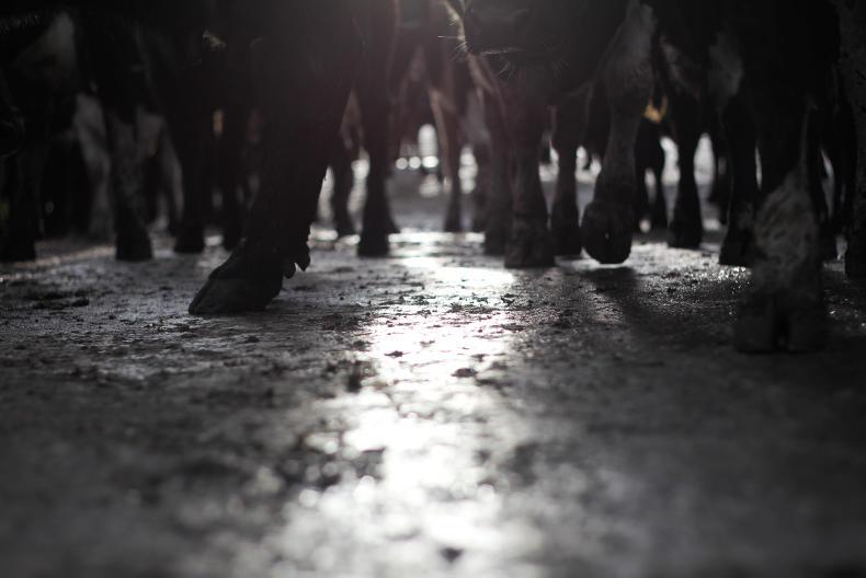 Irish Farmers Journal breakfast news: IFA calls for aid for weather-hit farmers