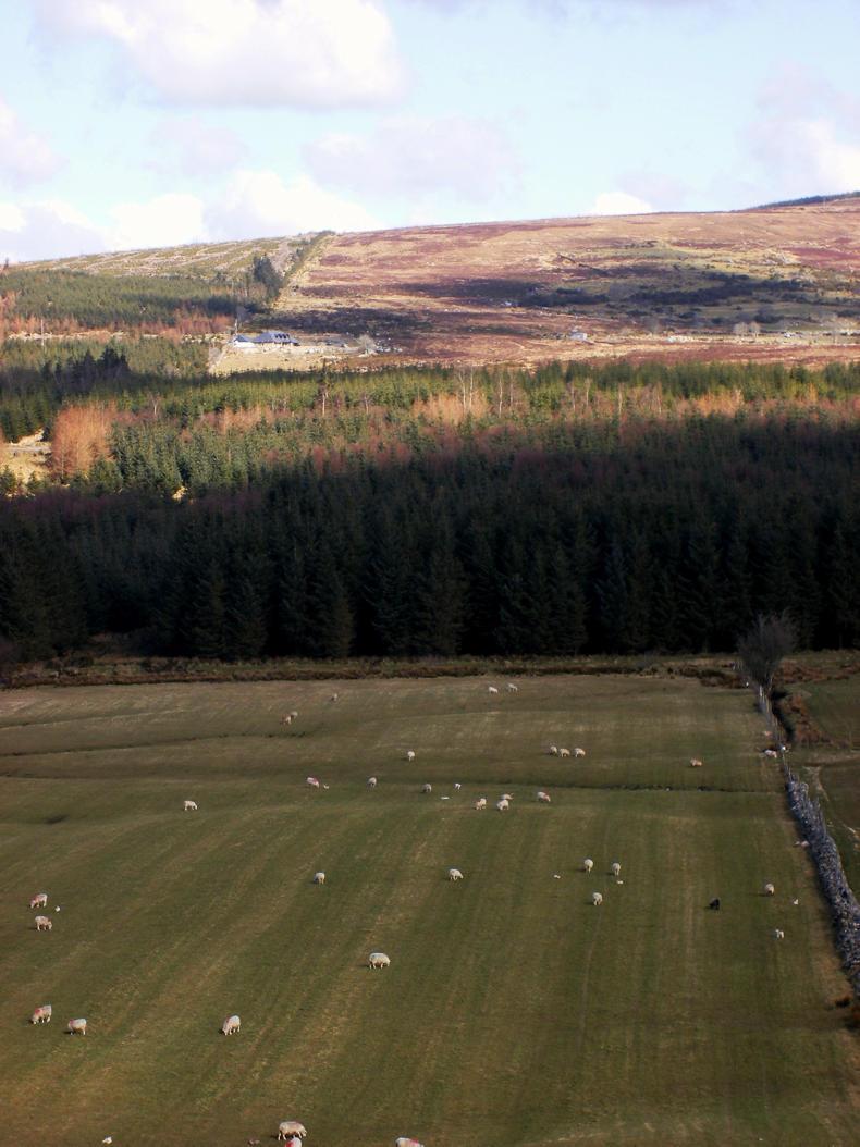 Forestry – a mainstream enterprise in Ireland