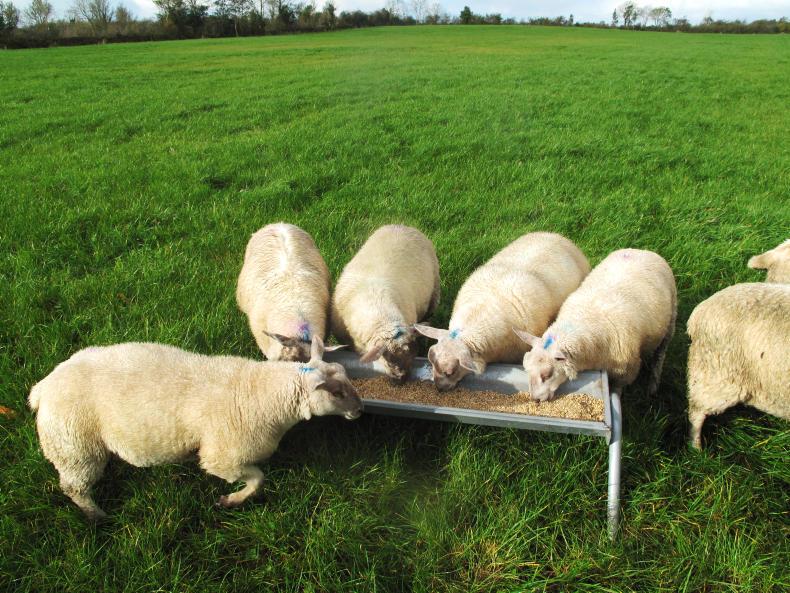 Options for finishing lambs   
