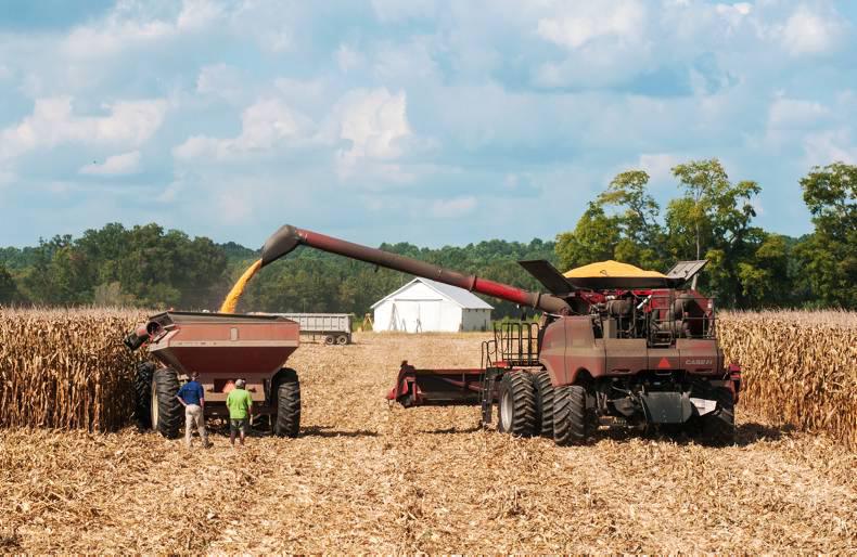 Grain market update: US corn prices slide as harvest gathers steam