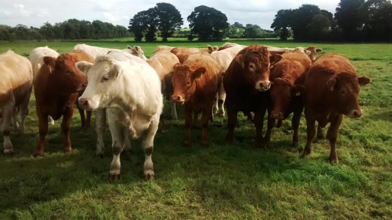 Without supply, there is no NI agri-food