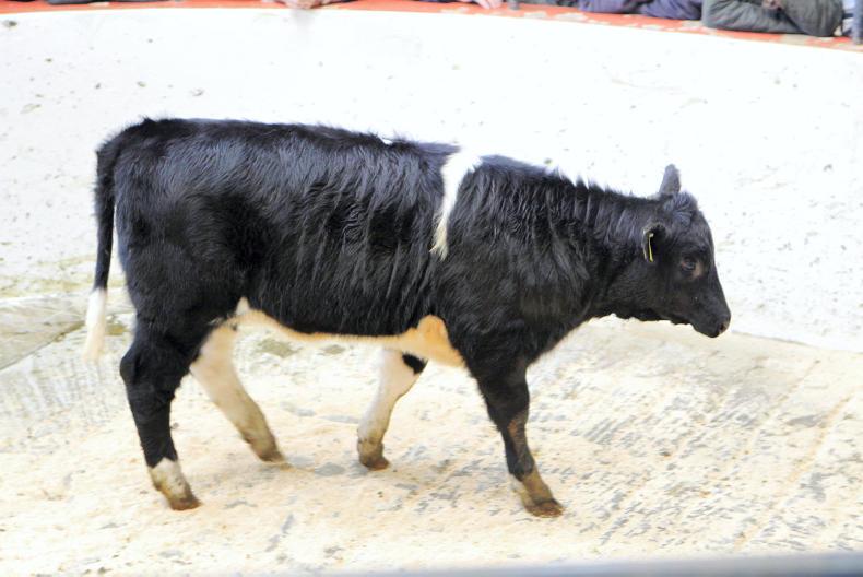 Steady trade for quality weanlings at Ballymahon